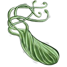 חיידק הליקובקטר